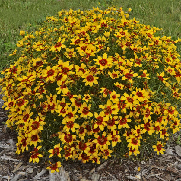 Coreopsis - verticillata Curry Up